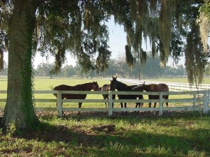 Manatee or Sarasota County Horse Property Manatee or Sarasota County Horse Property